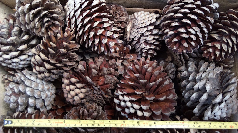 Piñas de pino Insigne